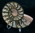 Black Cleoniceras Ammonite - (Half) #5644-2